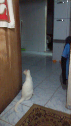 Edlene Bezerra Pássaros foto 1