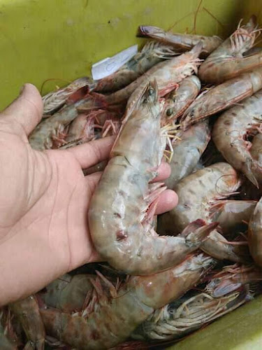 Pescados Njt maranatha foto 1